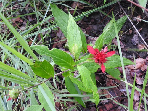 Erythrocephalum longifolium