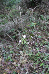 Iberis