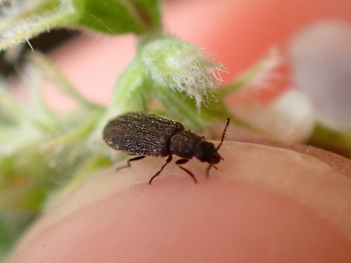 Melyrosoma flavescens
