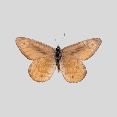 Oeneis chryxus stanislaus