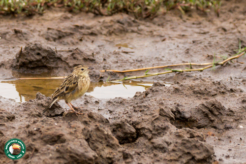 Yellowish Pipit (Anthus chii), photo 6
