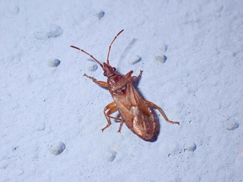 Orsillus pinicanariensis