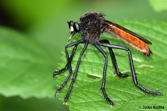 Archilestris magnificus