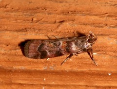 Dioryctria pygmaeella