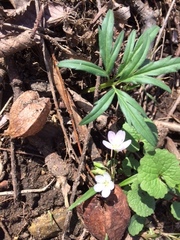 Claytonia virginica