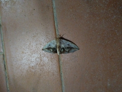 Gonogramma kawensis