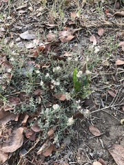Erigeron divaricatus