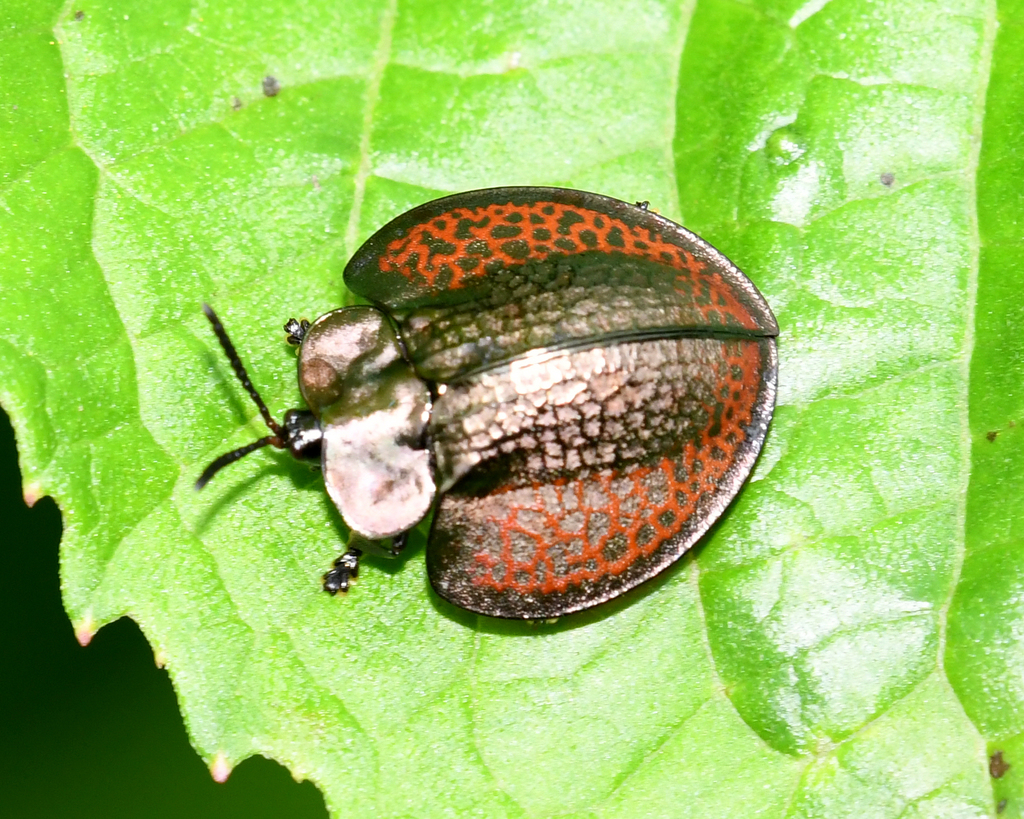 Agenysa peruviana