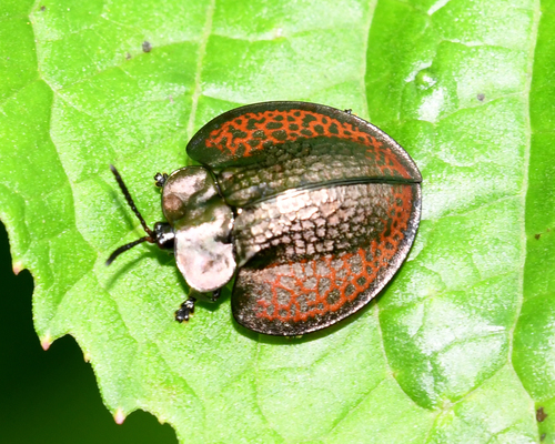 Agenysa peruviana