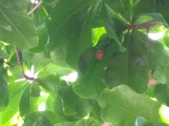 Myotis formosus flavus