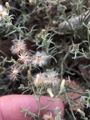 Erigeron divaricatus