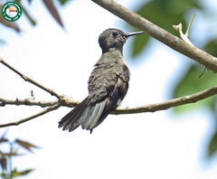 Eupetomena cirrochloris