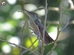 Eupetomena cirrochloris