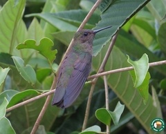 Eupetomena cirrochloris