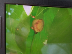 Myotis formosus flavus