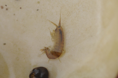 Gammaridae
