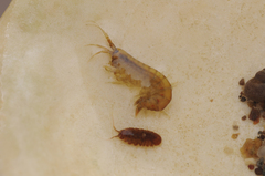 Gammaridae