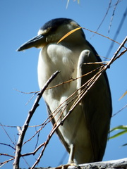 Nycticorax nycticorax