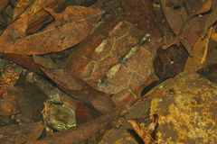Mauremys reevesii