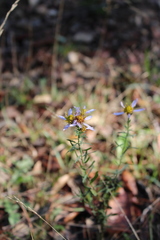 Aster amellus
