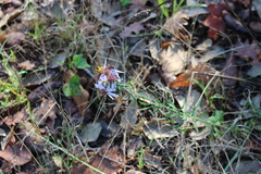 Aster amellus