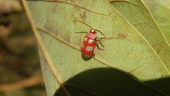 Omophoita sexnotata
