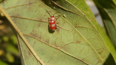 Omophoita sexnotata