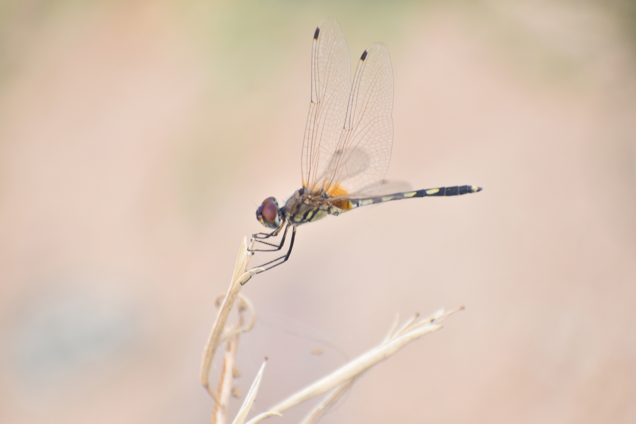 Long-Legged Marsh Glider