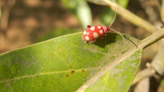 Omophoita sexnotata