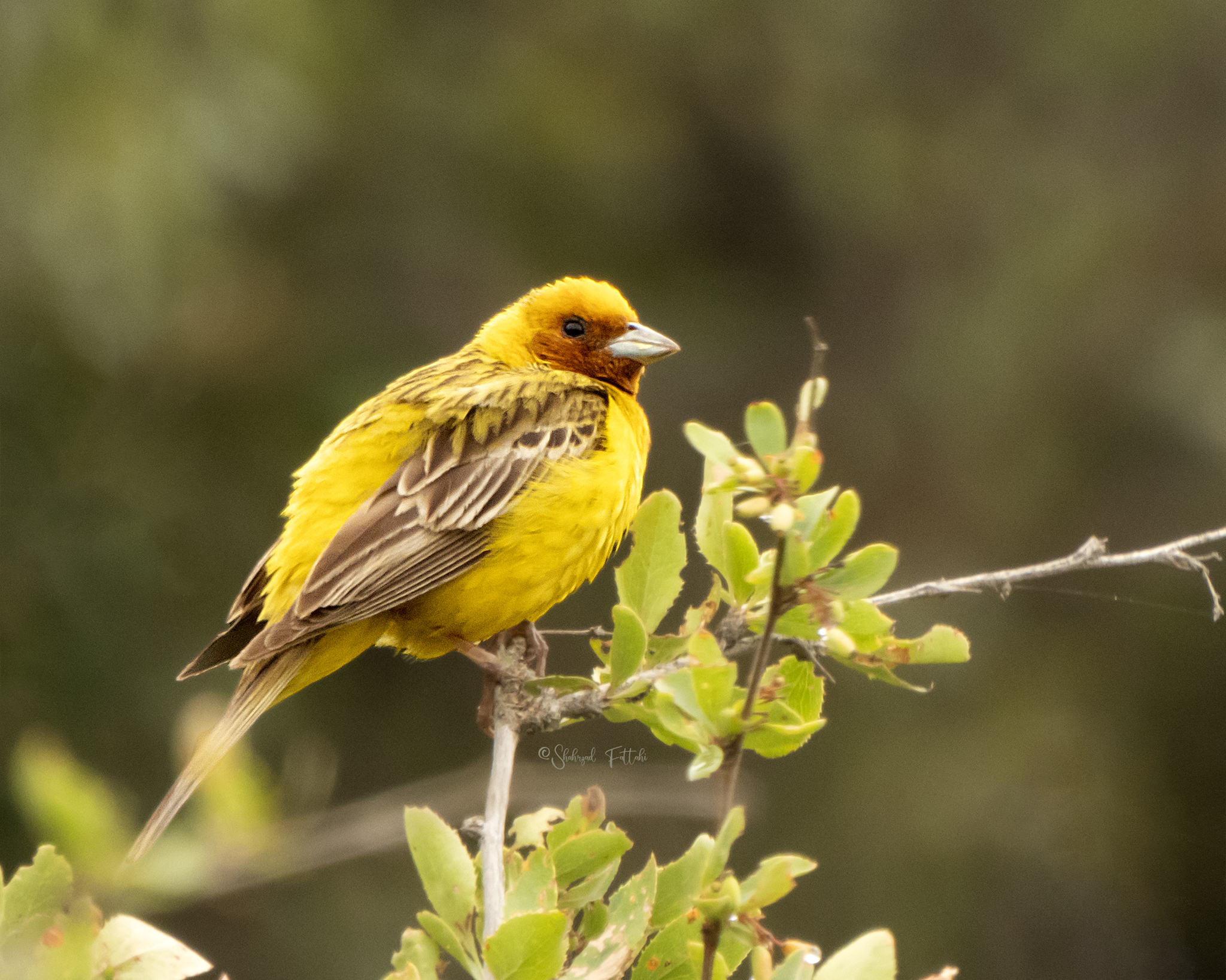 Red-headed Bunting