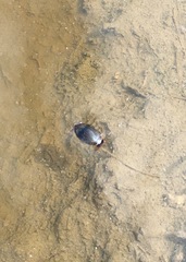 Thermonectus nigrofasciatus