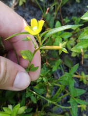 Ludwigia