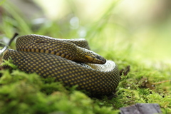 Achalinus formosanus