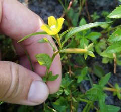 Ludwigia