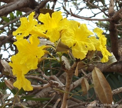 Tabebuia aurea