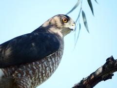 Accipiter cooperii
