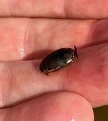 Thermonectus nigrofasciatus