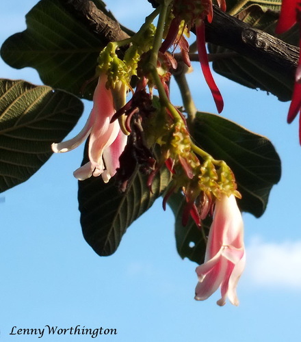 Dipterocarpus intricatus (Dipterocarpus intricatus)