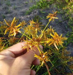 Cyperus