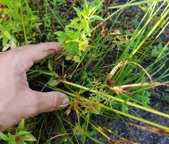 Cyperus