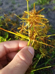 Cyperus
