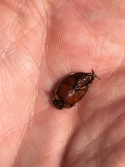 Thermonectus nigrofasciatus