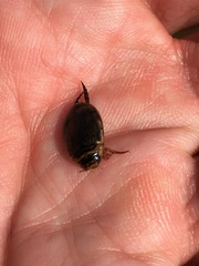 Thermonectus nigrofasciatus