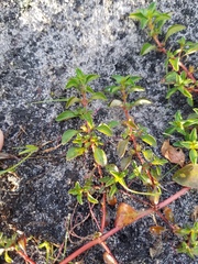Magnoliopsida