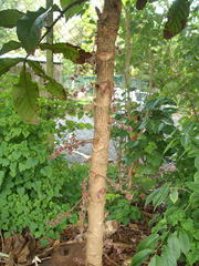 Davidsonia jerseyana