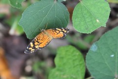 Anthanassa frisia