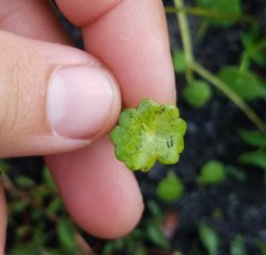 Hydrocotyle