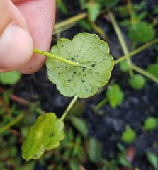 Hydrocotyle
