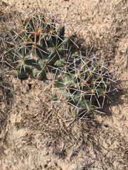 Coryphantha robustispina scheeri