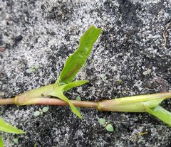 Angiospermae
